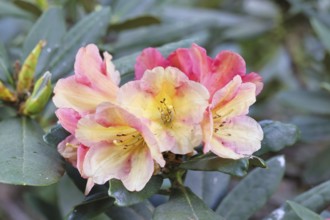 Rhododendron flowers (Rhododendron Homer), yellow-pink flowers in a garden, Wilnsdorf, North