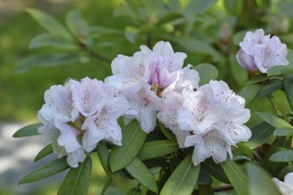Rhododendron flowers (Rhododendron Homer), white flowers, in a garden, Wilnsdorf, North