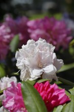 Rhododendron flowers (Rhododendron Homer), white flowers, in a garden, Wilnsdorf, North