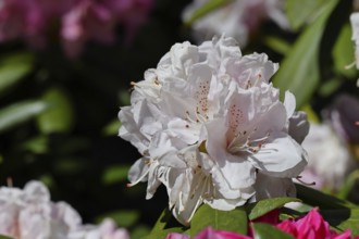 Rhododendron flowers (Rhododendron Homer), white flowers, in a garden, Wilnsdorf, North