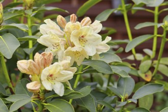 Rhododendron flowers (Rhododendron Homer), yellow flowers, in a garden, Wilnsdorf, North