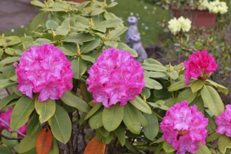 Rhododendron flowers (Rhododendron Homer), pink flowers, in a garden, Wilnsdorf, North
