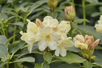 Rhododendron flowers (Rhododendron Homer), yellow flowers, in a garden, Wilnsdorf, North