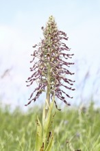Goat's tongue (Himantoglossum hircinum), inflorescence with open white-purple flowers, on a weasel,