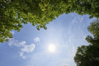 View through green treetops to a sunny, clear sky, Regensburg, Bavaria, Germany