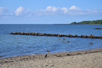 Ducks swimming near a rocky beach under a clear sky with calm sea, Heikendorf, Kreis Plön, Kieler