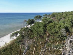Drone image of the west beach on the Fischland Darß peninsula, Mecklenburg-Western Pomerania,