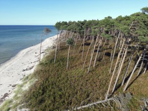 Drone image of the west beach on the Fischland Darß peninsula, Mecklenburg-Western Pomerania,