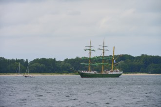 Large sailing ship with green sails Sailing Alexander von Humbold 2 on the sea in front of a wooded
