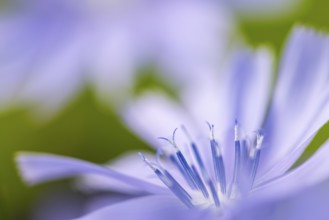 Common chicory (Cichorium intybus), Asteraceae, roadside, Kurpfalz, Baden-Württemberg, Germany