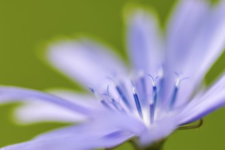 Common chicory (Cichorium intybus), Asteraceae, roadside, Kurpfalz, Baden-Württemberg, Germany