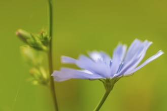 Common chicory (Cichorium intybus), Asteraceae, roadside, Kurpfalz, Baden-Württemberg, Germany