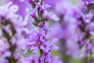 Purple loosestrife (Lythrum salicaria), loosestrife family (Lythraceae), Pfrunger-Burgweiler Ried,