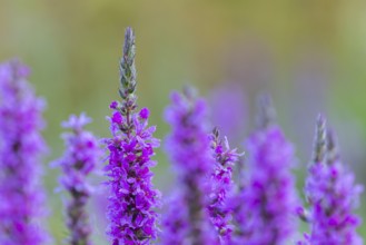Purple loosestrife (Lythrum salicaria), loosestrife family (Lythraceae), Pfrunger-Burgweiler Ried,