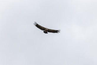 Griffon vulture (Gyps fulvus), utilising thermals over the Gotthard, Ticino, Switzerland