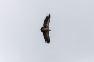 Griffon vulture (Gyps fulvus), utilising thermals over the Gotthard, Ticino, Switzerland