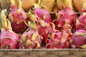 Close up of fresh exotic Dragonfruit fruits for sale at market