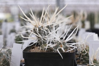 Curios Tephrocactus articulatus v. Papyracanthus Paper Spine cactus plant