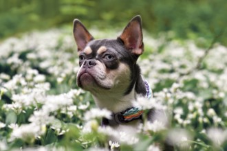 Lilac orange tan French Bulldog dog between white wild garlic flowers in forest