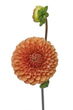 Orange colored Ball Dahlia flower in full bloom on white background