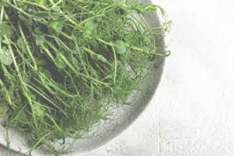 Lush microgreens are artfully displayed on a light plate, glistening with moisture and highlighting