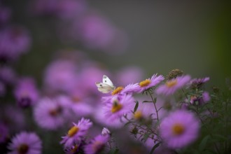 Small white (Pieris rapae), sucking nectar on Aster (Aster), Stuttgart, Baden-Württemberg, Germany