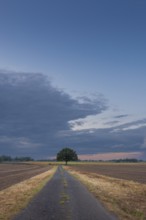 View along a country lane to a tree standing at the edge of a field in the evening light, Husum,