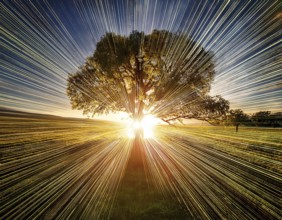 An awe-inspiring scene showcasing the sun's rays bursting through a solitary tree, illuminating a