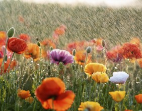 Colorful wildflowers bloom vibrantly under a gently falling rain, creating a serene natural scene