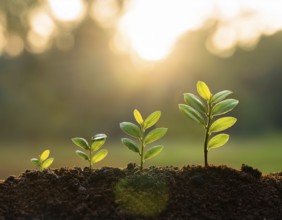 Growing Plant Sequence - a seedling grows progressively- metaphor for success or growth, AI