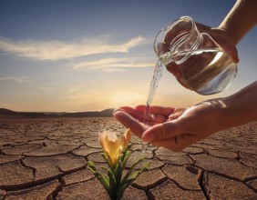 Symbolizing hope and resilience, a flower thrives in a dry desert landscape, nourished by water