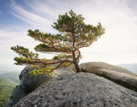 Life Concept. Existence survival being consciousness. Growth of new life, AI generated