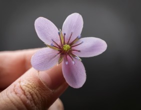 A gentle hand carefully holds a small flower with adarl color background, AI generated