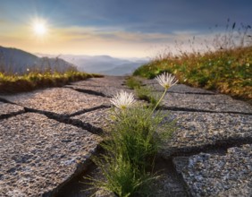 Bright yellow flower emerges through a crack in the road surrounded by warm sunset lighting,