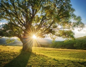An awe-inspiring scene showcasing the sun's rays bursting through a solitary tree, illuminating a