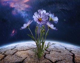 Flower grows from cracked earth under a rainfall, embodying resilience, hope, and renewal amidst
