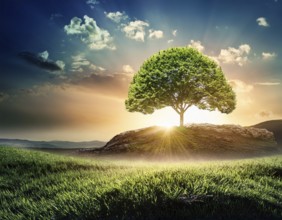 Ecology and Environment concept. Environment Earth Day In the hands of trees growing seedlings,