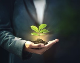 Close-up of hands cradling a small leafy plant, symbolizing growth, care, and sustainability in