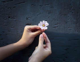 A gentle hand carefully holds a small flower with adarl color background, AI generated
