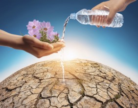 Symbolizing hope and resilience, a flower thrives in a dry desert landscape, nourished by water
