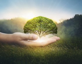 Ecology and Environment concept. Environment Earth Day In the hands of trees growing seedlings,