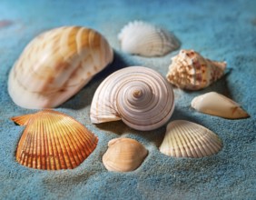 Composition with beach water, sand, starfish and seashells. Summer vacations concept, AI generated