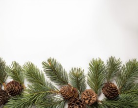 Holiday-themed flat lay with evergreen pine branches and pine cones, evoking a minimalist and