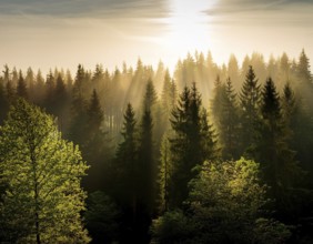 Beautiful rays of sunlight in a green forest.forest in evening light, AI generated