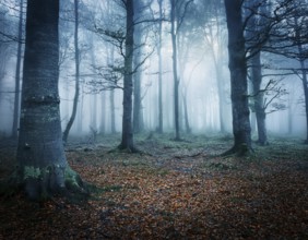 Mysterious dark misty forest dark magical forest night scary panorama halloween landscape, AI