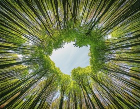 Beautiful rays of sunlight in a green forest.forest in evening light, AI generated