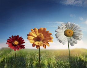 Growing flowerPlant Sequence - a seedling grows progressively- metaphor for success or growth, AI