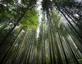 Beautiful rays of sunlight in a green forest.forest in evening light, AI generated