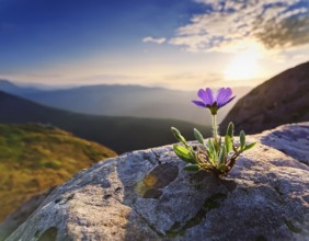 Flowers bloom against a backdrop of sunlight, thriving on a rocky surface under a clear blue sky,