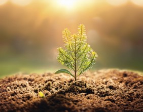 A solitary blossoming tree illuminated by sunlight, planted on natural ground in a rural field